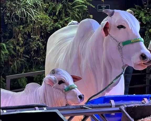 Elevador, piso emborrachado e mais: como 42 vacas entraram no estádio do Palmeiras?