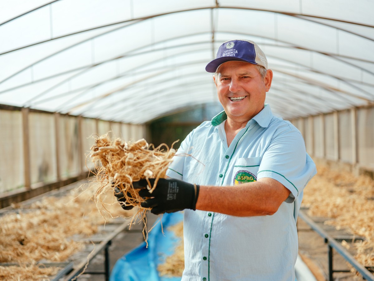 Ginseng do Paraná ganha potencial de mercado com Identificação Geográfica