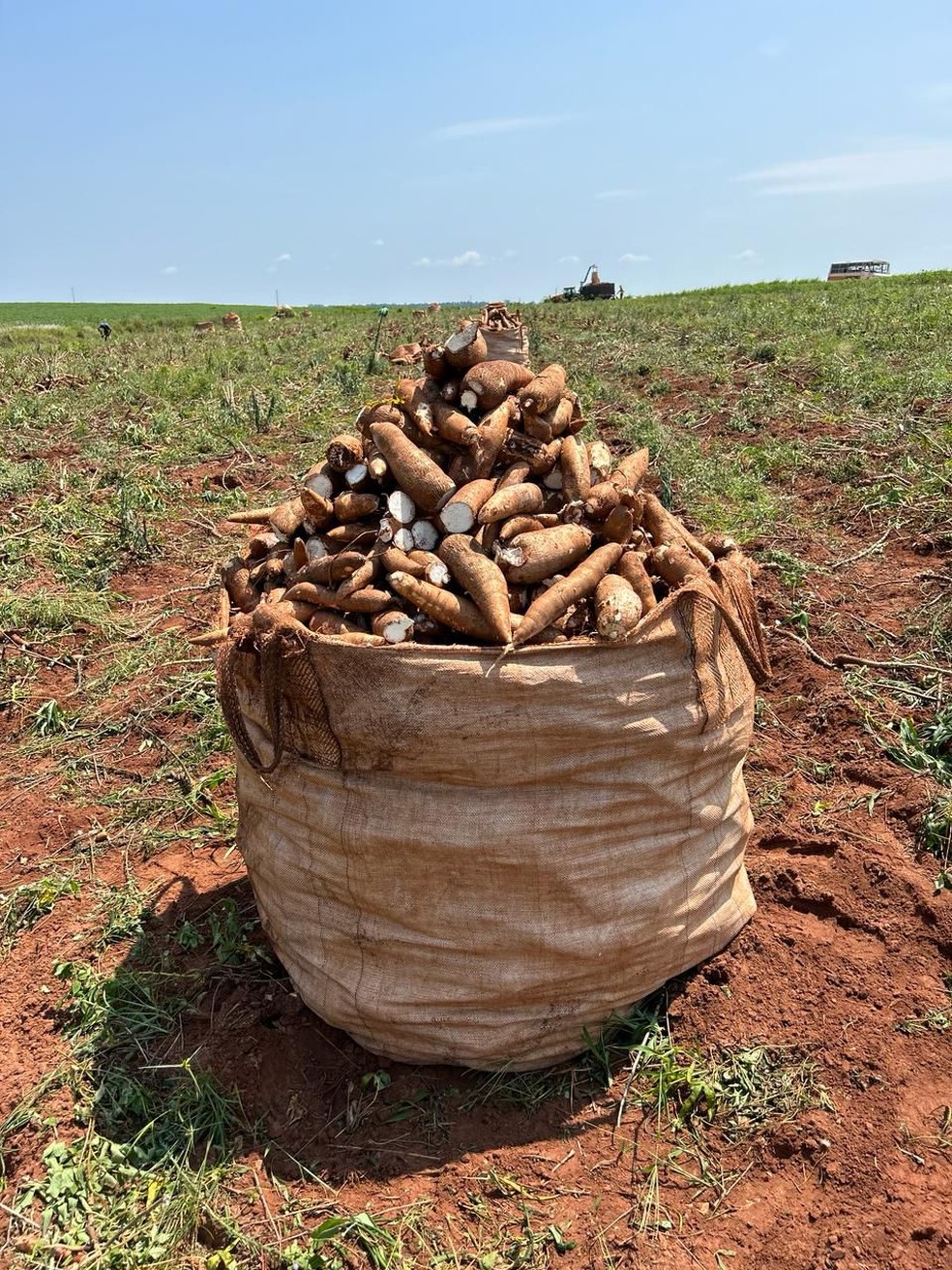 A maior parte da produção brasileira de mandioca, estimada neste ano em 18,8 milhões de toneladas, é destinada ao processamento industrial como fécula e farinhas — Foto: Arquivo pessoal