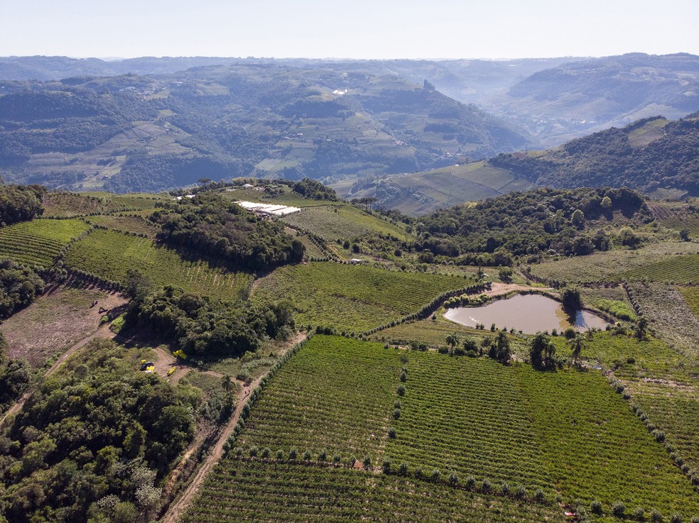 Para a Vinícola Aurora, preservação de áreas de mata nativa na Serra Gaúcha são resultado da conscientização ambiental dos produtores — Foto: Zéto Telöken
