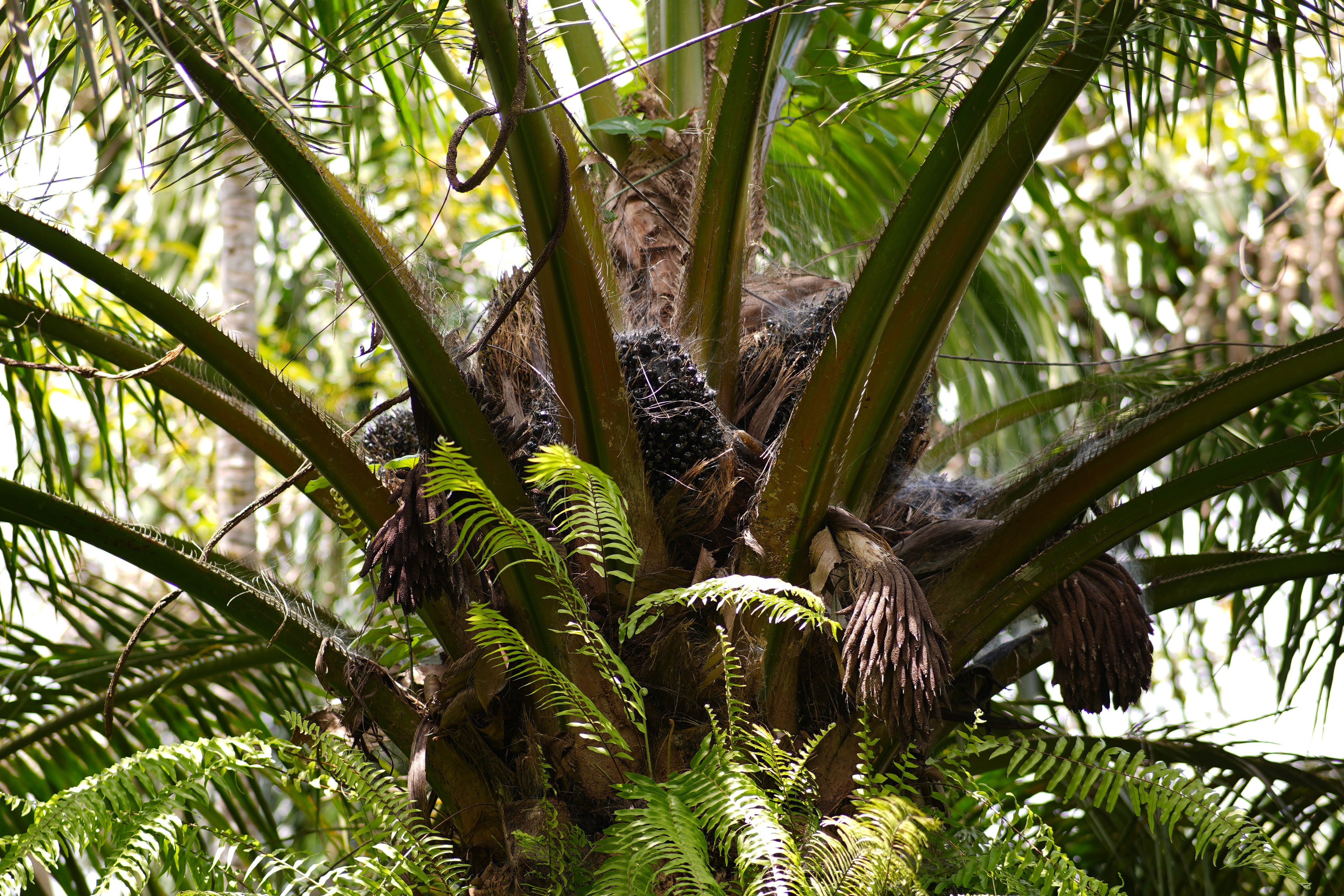 Agrofloresta ampliará áreas de dendê no Pará