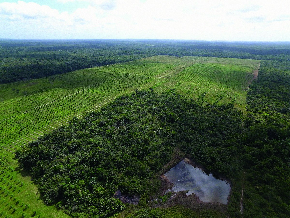 Nim: aposta em biofertilizante