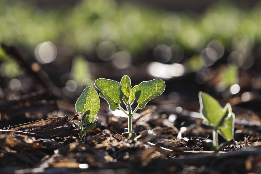 As primeiras áreas de soja da safra 2025/26 já foram semeadas em Mato Grosso