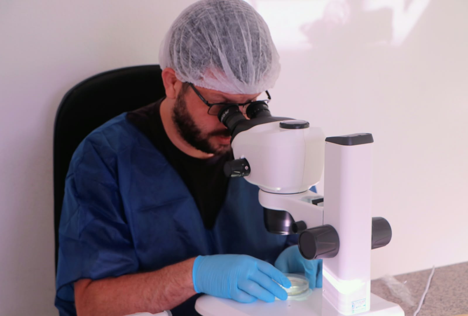 Pesquisadores produzem primeiro embrião in vitro de jumento ameaçado de extinção