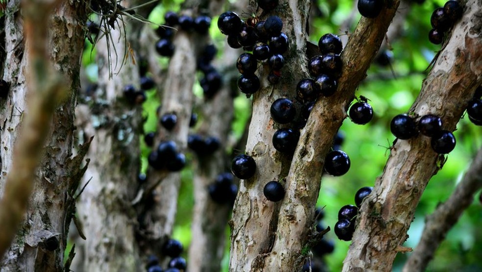 Jabuticaba entra para o top 10 das frutas mais saborosas — Foto: Marcos Dias/CCommons