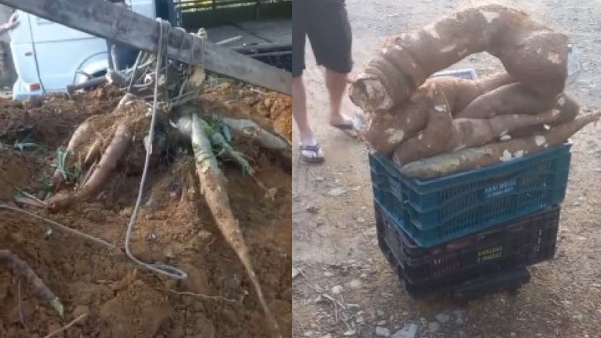 Mandioca gigante exige trabalho em grupo em Santa Catarina; confira o vídeo