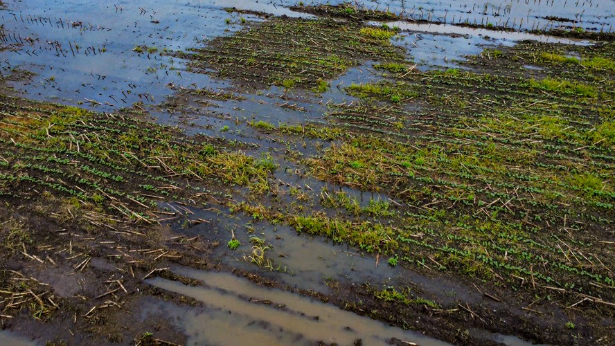 Pedro Loyola: 'El Niño ncontra o produtor com crédito mais seletivo, margens pressionadas, endividamento elevado e cobertura securitária muito reduzida'