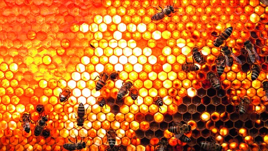 Inundações dizimam abelhas no RS e ameaçam domínio do mel do Estado