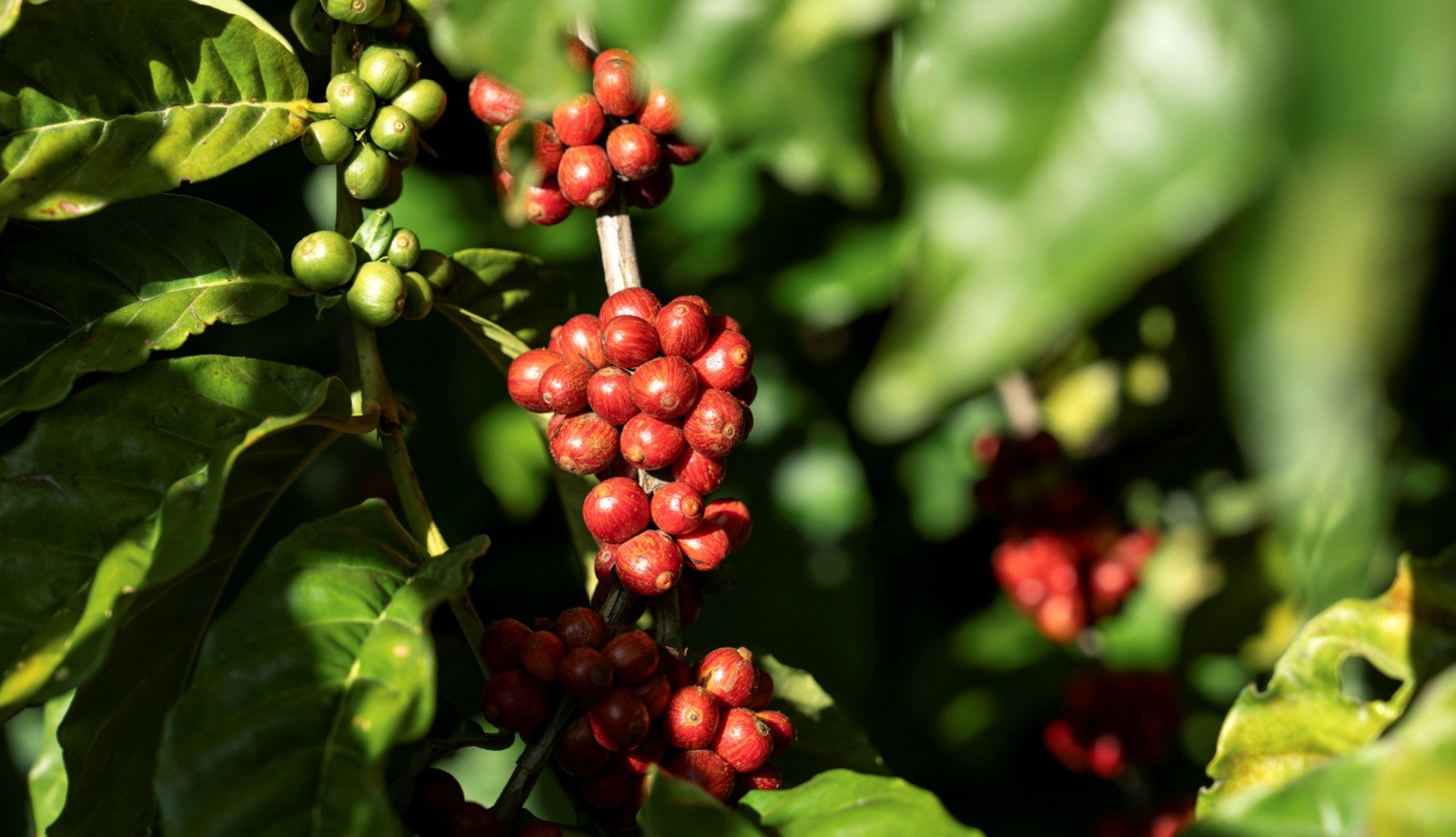 NESCAFÉ Plan completa 15 anos no Brasil com avanços em sustentabilidade e inovação  junto aos produtores parceiros