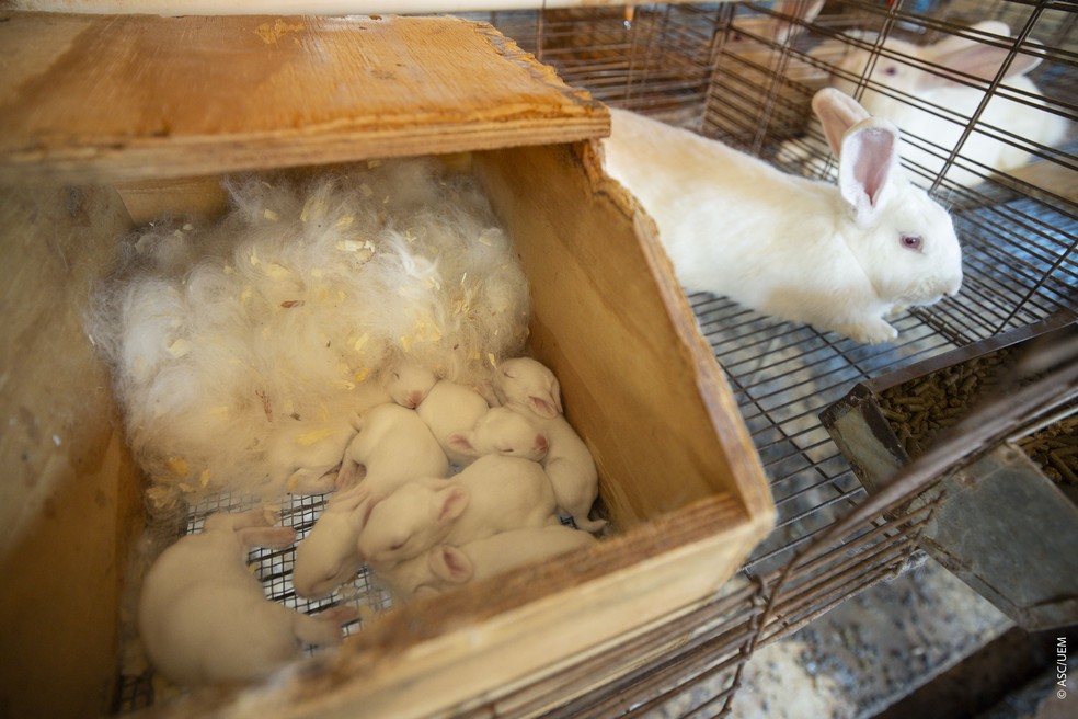 UEM mantém um rebanho de cerca de 600 animais na Fazenda Experimental de Iguatemi — Foto: Heitor Marcon / divulgação