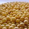 Consultoria vê bom momento para safra de soja no Brasil em 2025/26 - Arquivo/Embrapa Cerrados