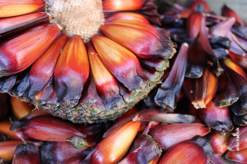 Temporada do pinhão começa no Sul do Brasil