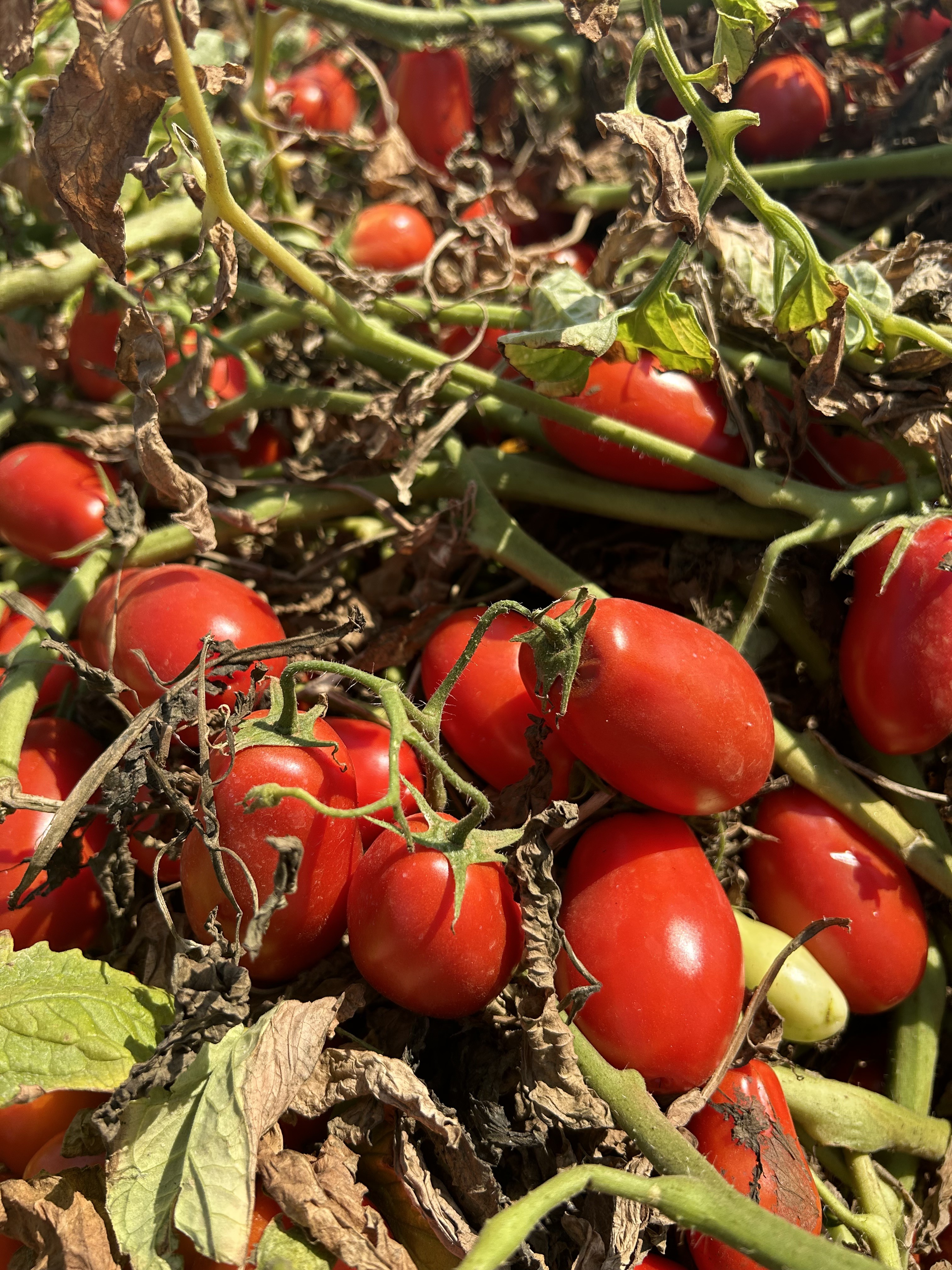 Conheça a genética desenvolvida há 90 anos nos tomates da Heinz