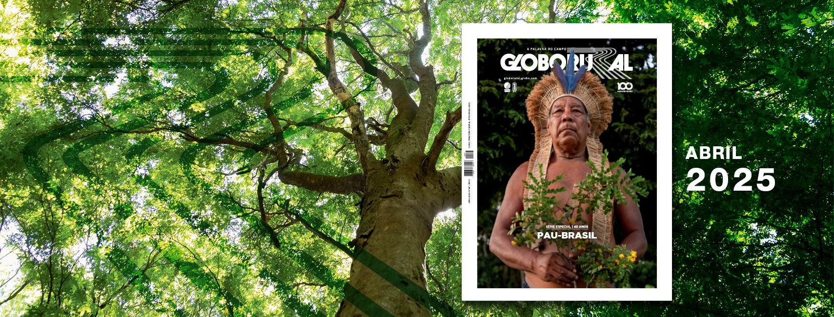 A história e o futuro do pau-brasil são destaques na Globo Rural de abril