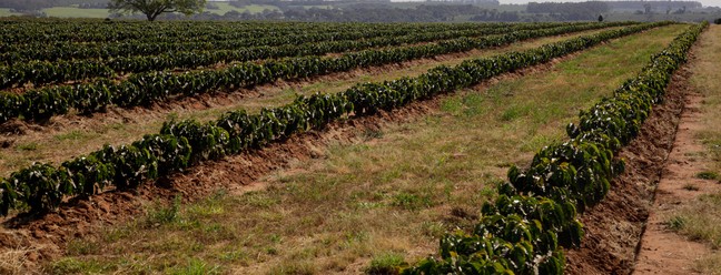 A Fazenda Bom Jesus possui 791 hectares de área produtiva — Foto: Ricardo Benichio