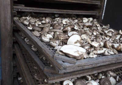 Shiitake vira estrela em projeto de agrofloresta