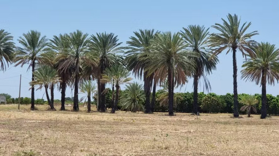 Queridinha das receitas ‘fit’, tâmara atrai investimentos para ser produzida no Brasil