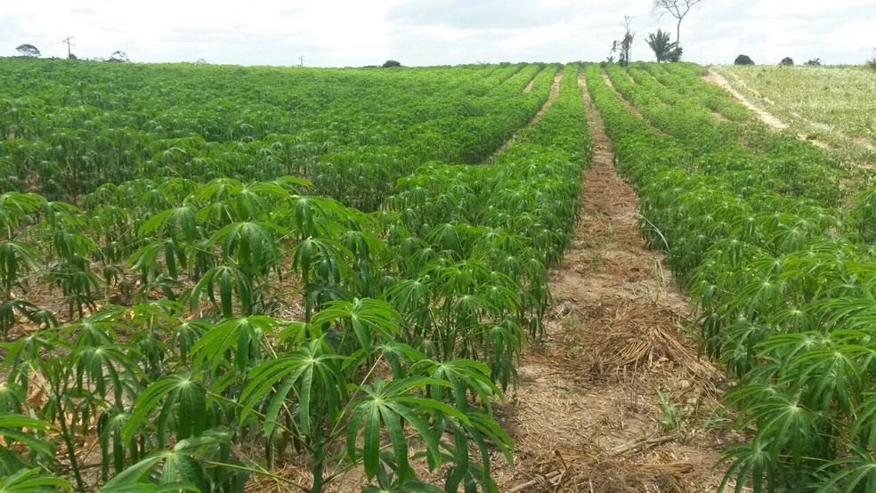 Plantação para o cultivo de maniva-semente. Vassoura-de-bruxa da mandioca chegou ao Brasil e trouxe riscos para a cultura — Foto: Arquivo Pessoal