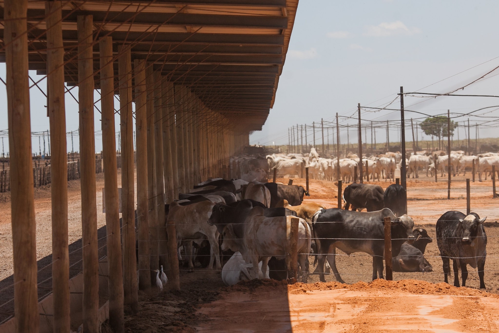 Custo de confinamento registrou queda em todas as regiões em 2025