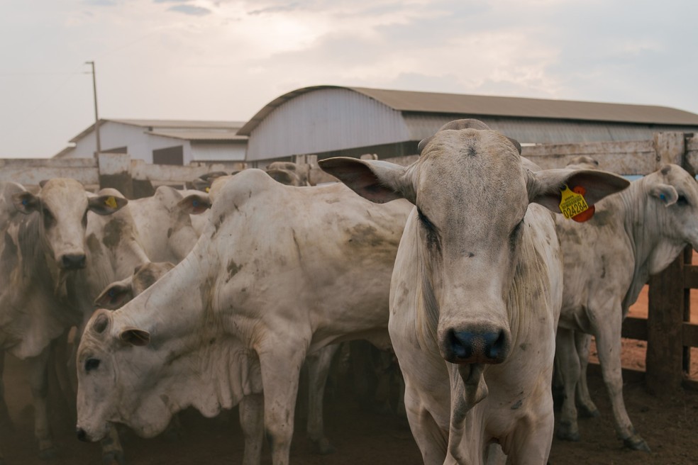Pará conta com mais de 300 mil animais já identificados — Foto: Divulgação