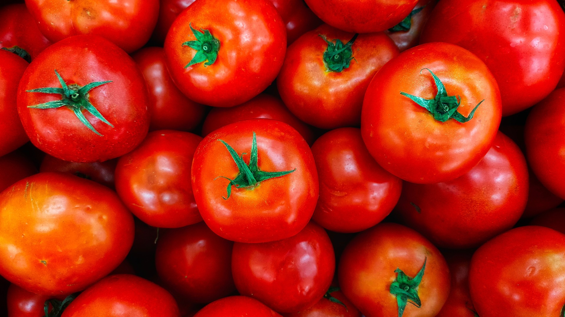 Tomate era item de decoração antes de virar estrela da culinária italiana