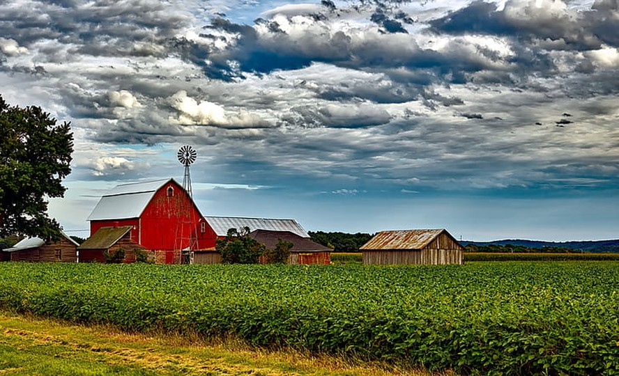 Plantação de soja em estágio inicial em Wisconsin (EUA)
