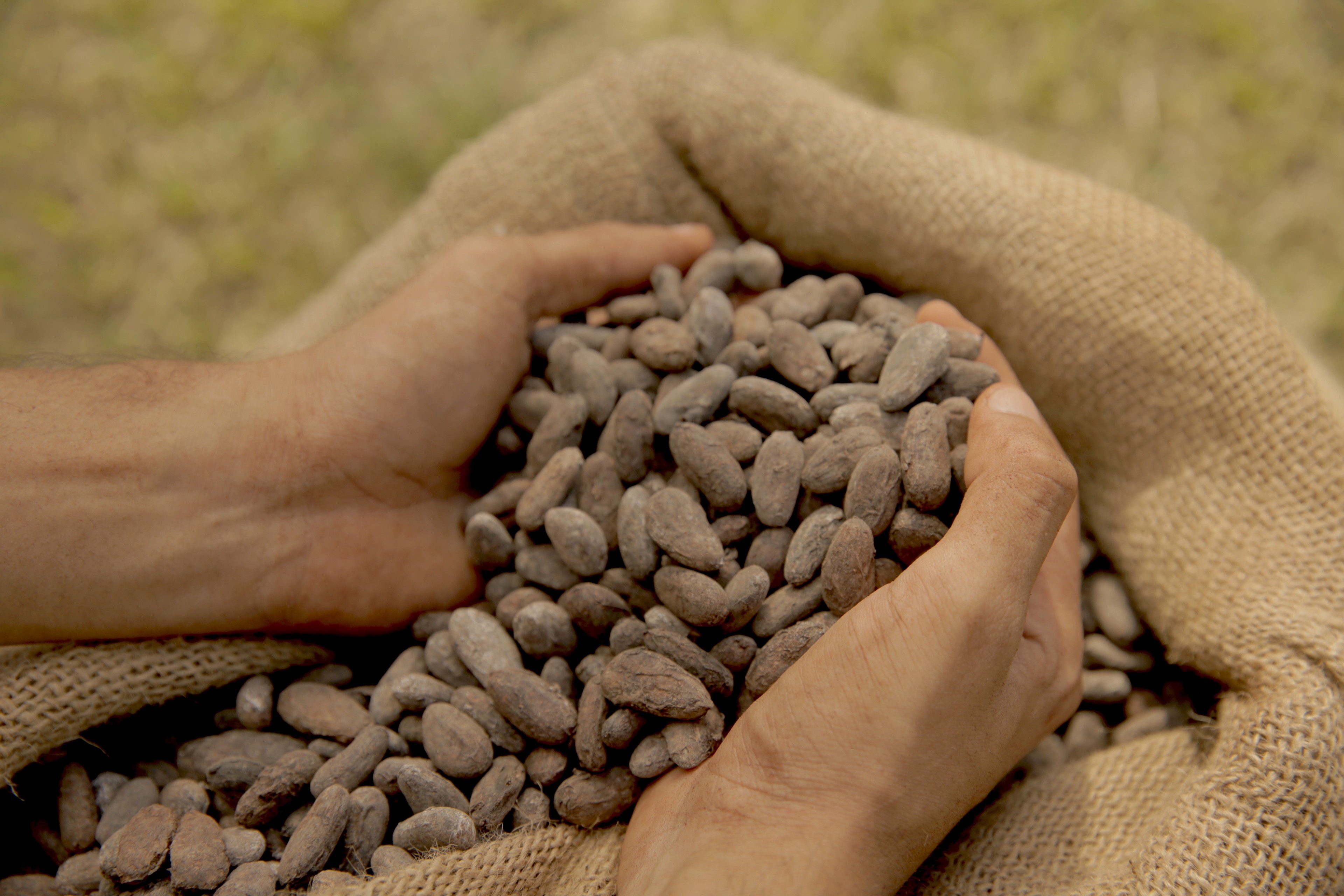 Cacau inicia o dia com forte queda em Nova York