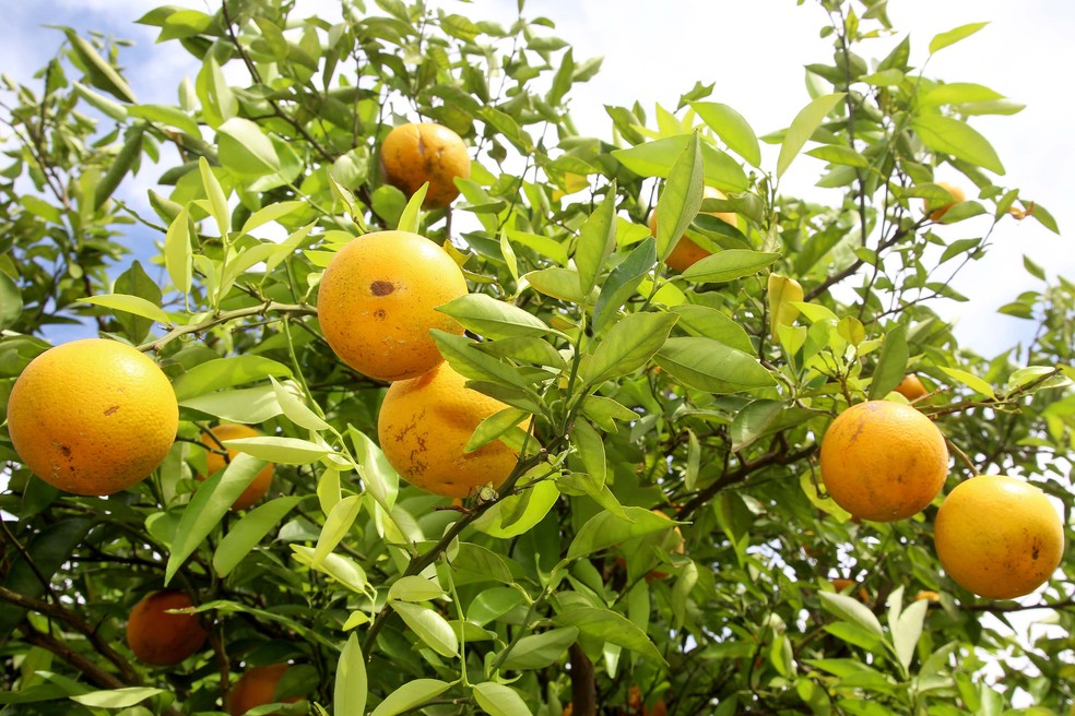 Aumento da incidência do greening também afeta os citros — Foto: Jaelson Lucas/AEN