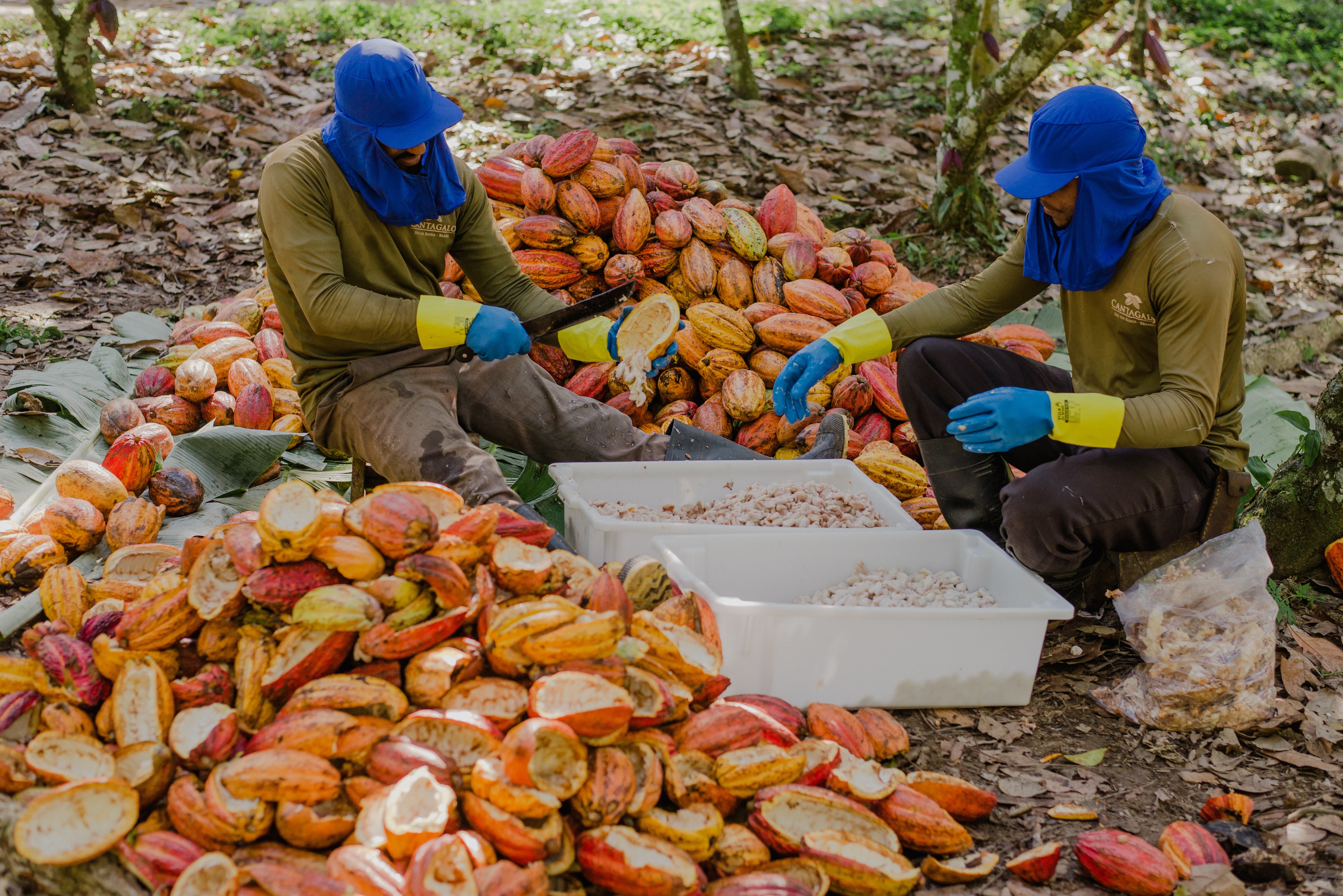 Cacau recua em Nova York com previsão de chuva em áreas produtoras