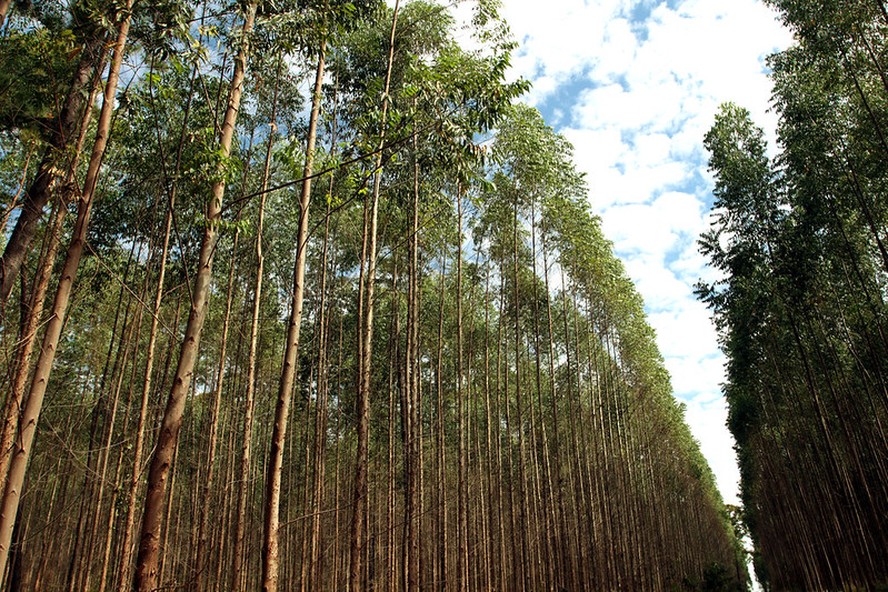 O que é silvicultura? Entenda como funciona o cultivo de floresta no Brasil