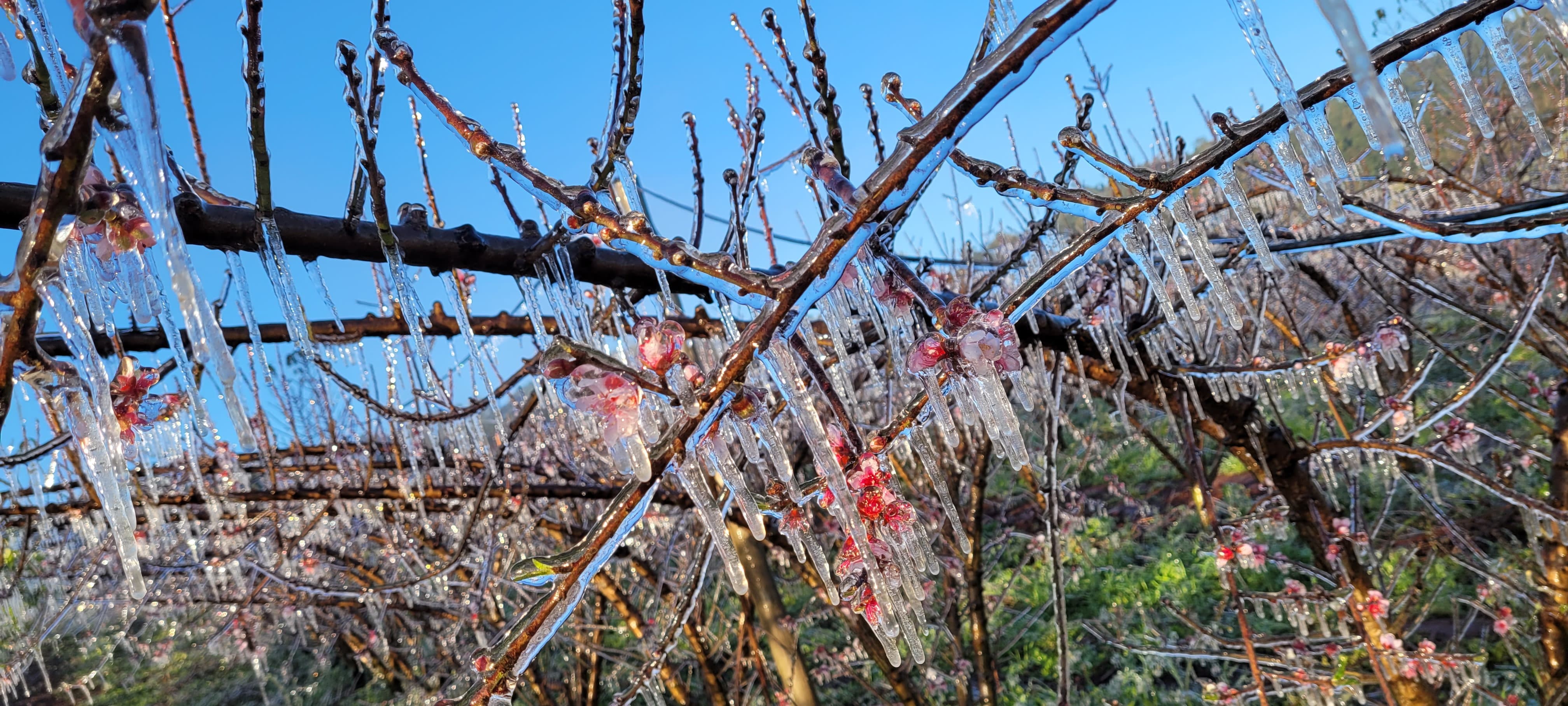 Pomares congelados: entenda técnica para proteger plantas da geada