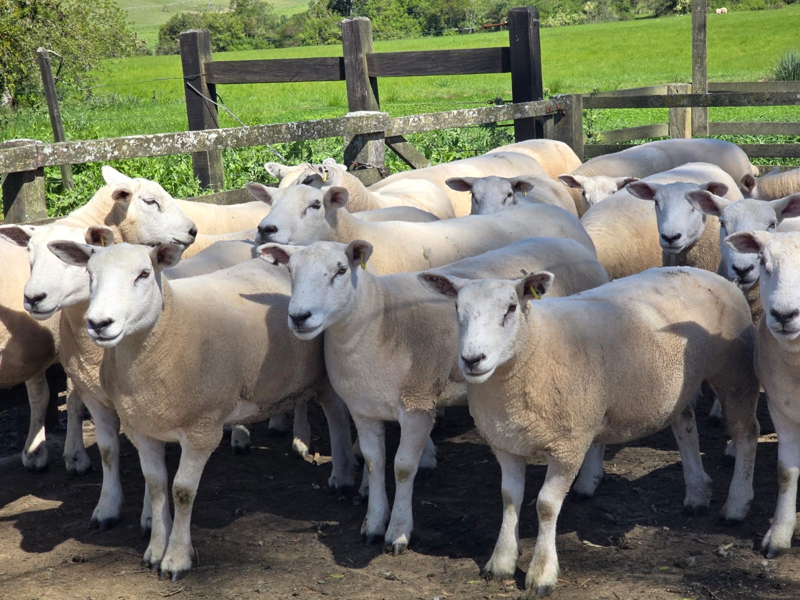 Preço do cordeiro bate recorde no Rio Grande do Sul e incentiva criadores