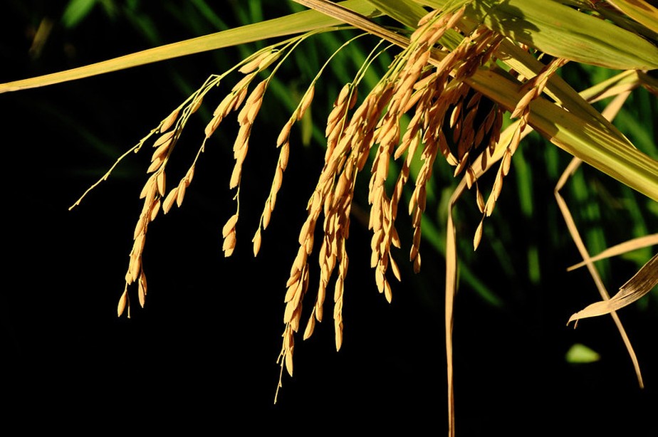 Strike - Seletivo para a cultura do arroz - IHARA