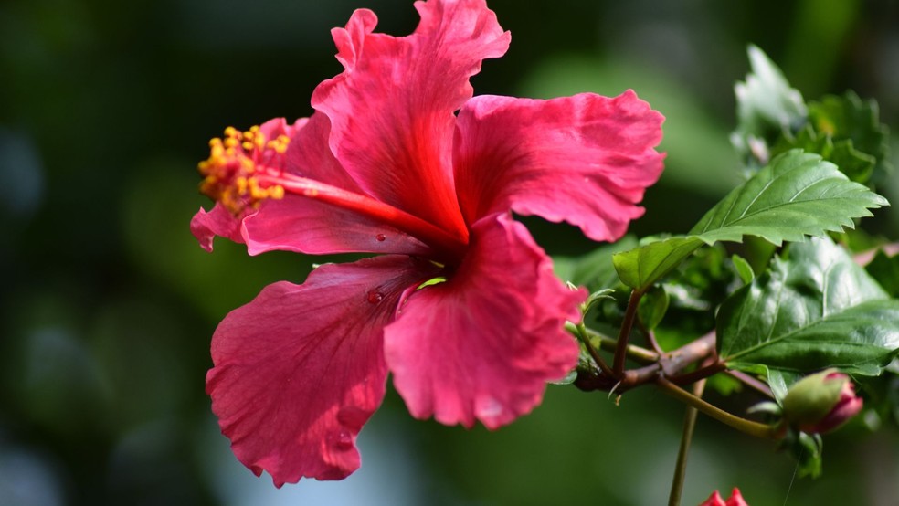 Hibisco — Foto: Canva/ Creative Commoms