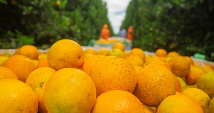 Preço da laranja deve continuar em alta em agosto