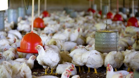 Gripe aviária no Sul pode pressionar preço do frango no mercado interno