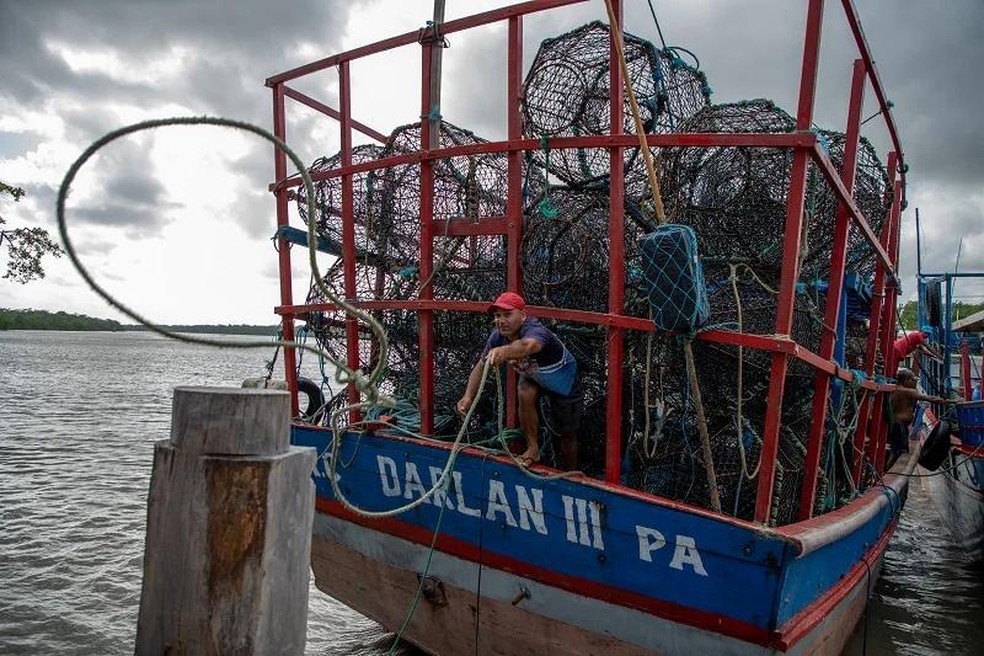 Segundo a Oceana, o Pará é o Estado que mais concentra a pesca da espécie, responsável por 87% da produção — Foto: Cristian Braga/Oceana