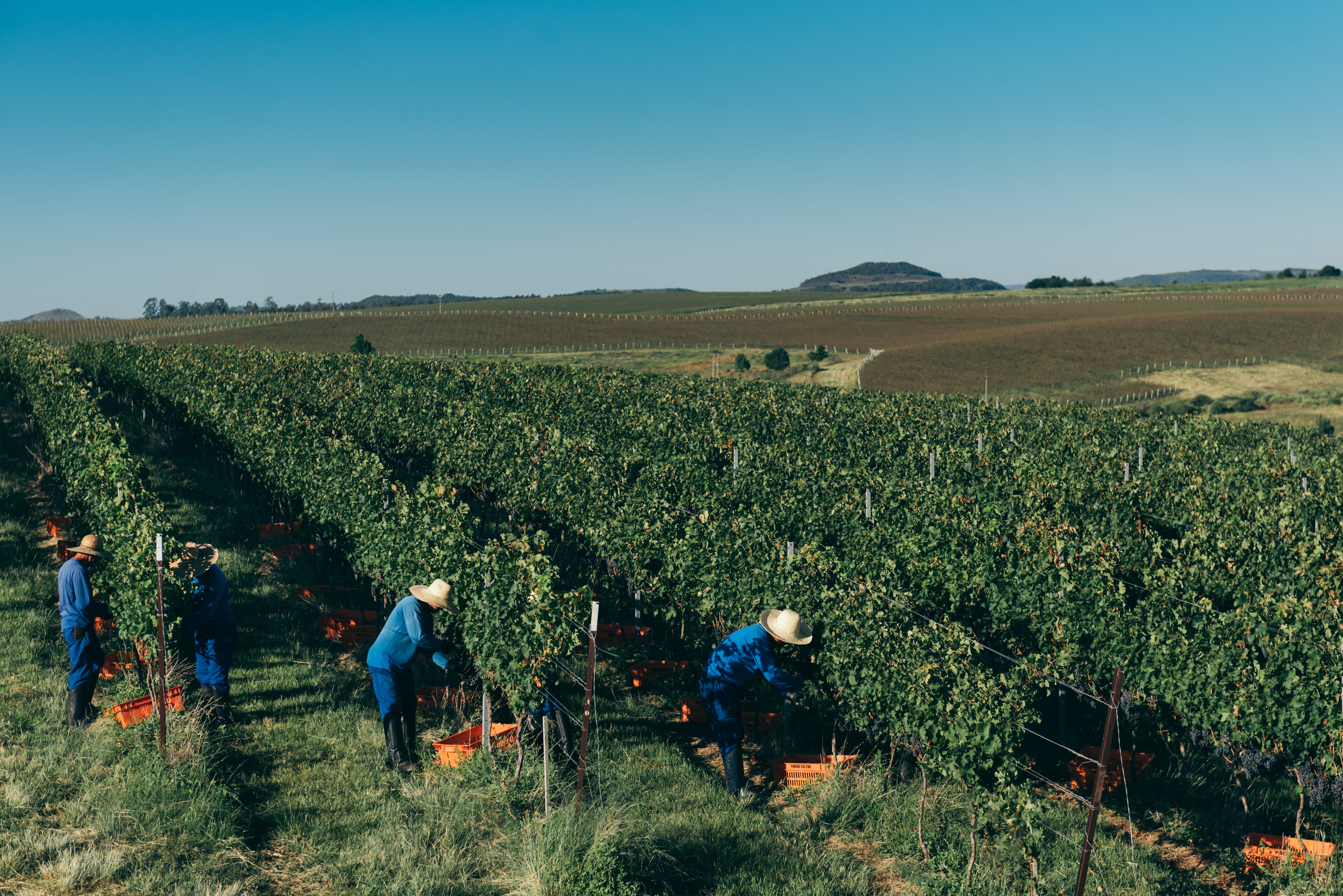 Com mudanças no clima, vinícolas do RS buscam adaptar produção