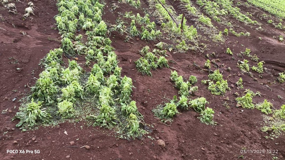 Hortaliças atingidas por temporal em Campo Mourão-PR - produtor Eber Roman — Foto: Arquivo pessoal