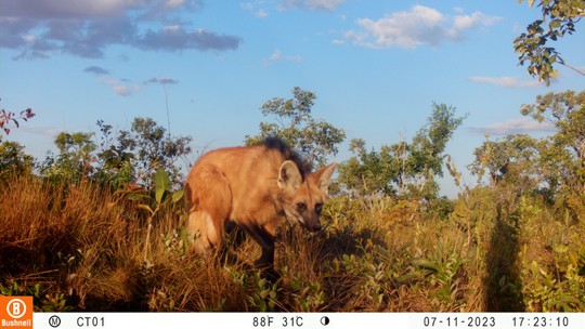 Parceria com produtores rurais devolve lobo-guará à vida selvagem na Bahia