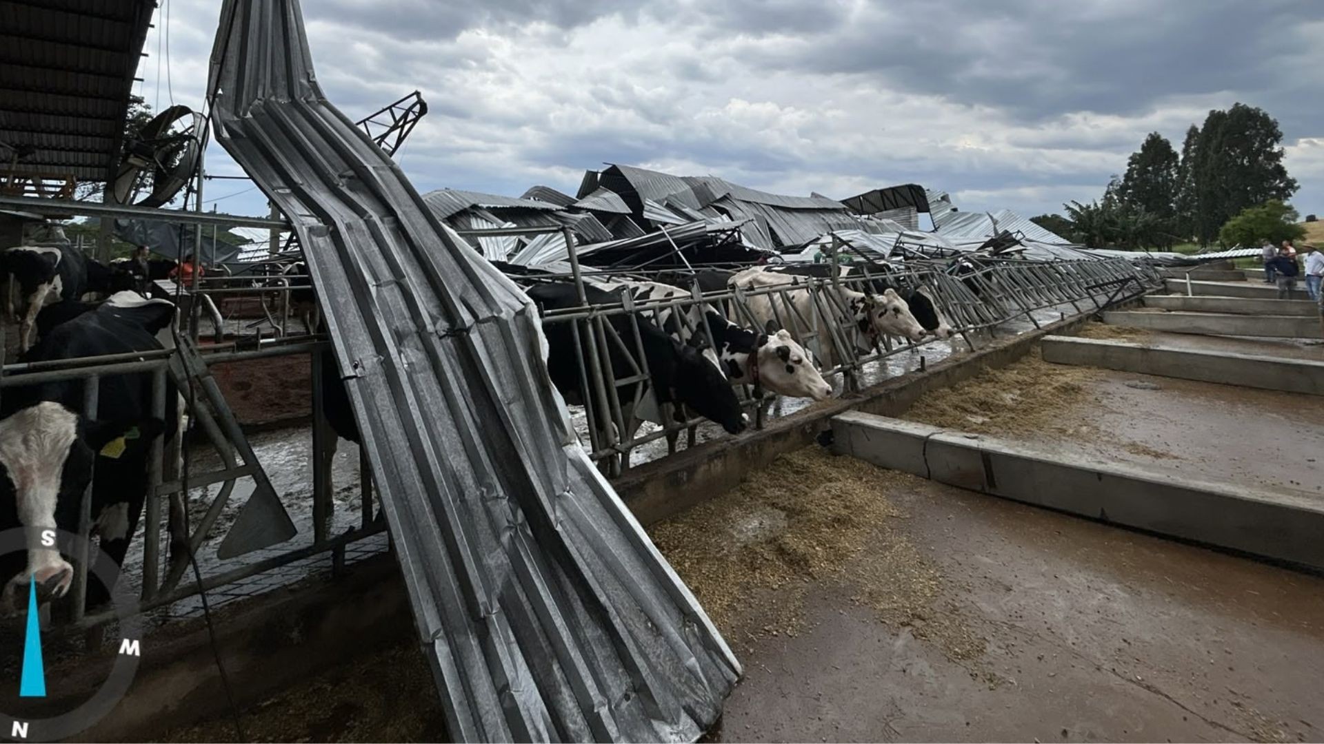 VÍDEO: vacas ficam feridas após desabamento de galpão durante temporal