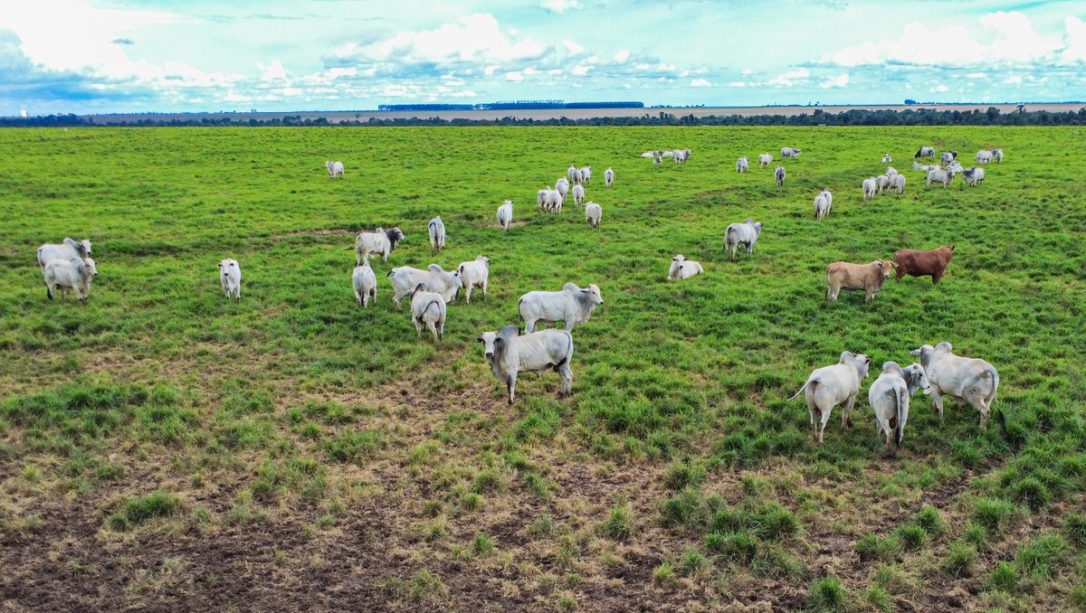 El Niño deixa pecuaristas em alerta