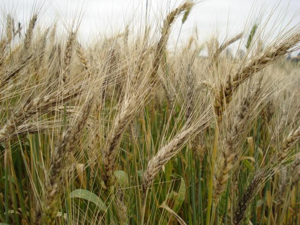 Lavoura de trigo com brusone — Foto: Pedro Luiz Scheerer/Embrapa Trigo