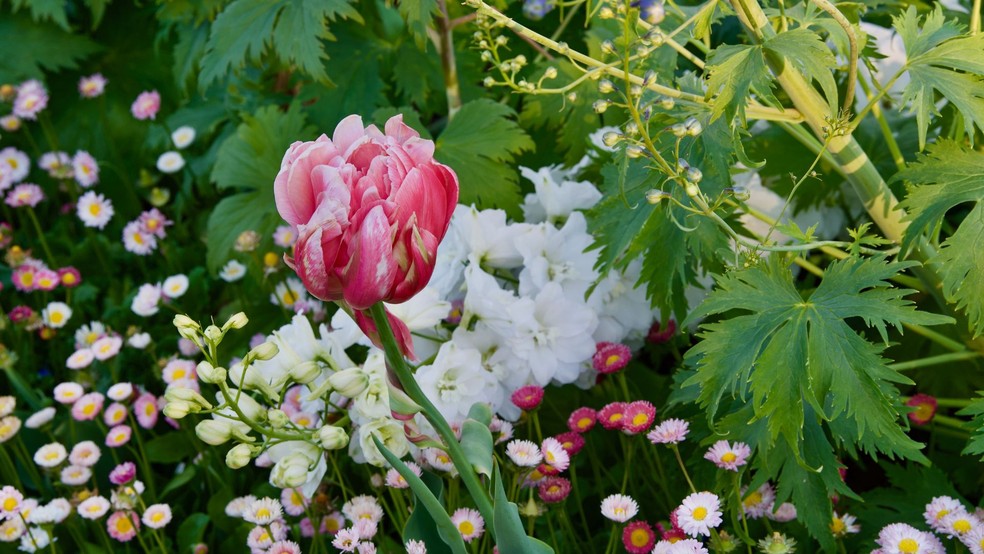 Tulipa — Foto: Canva/ Creative Commoms
