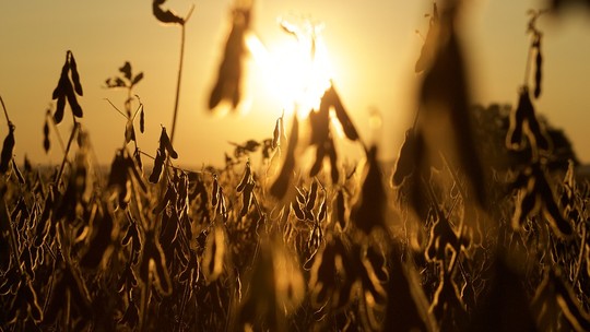 USDA prevê aumento da produção e estoques globais de soja em 2023/24