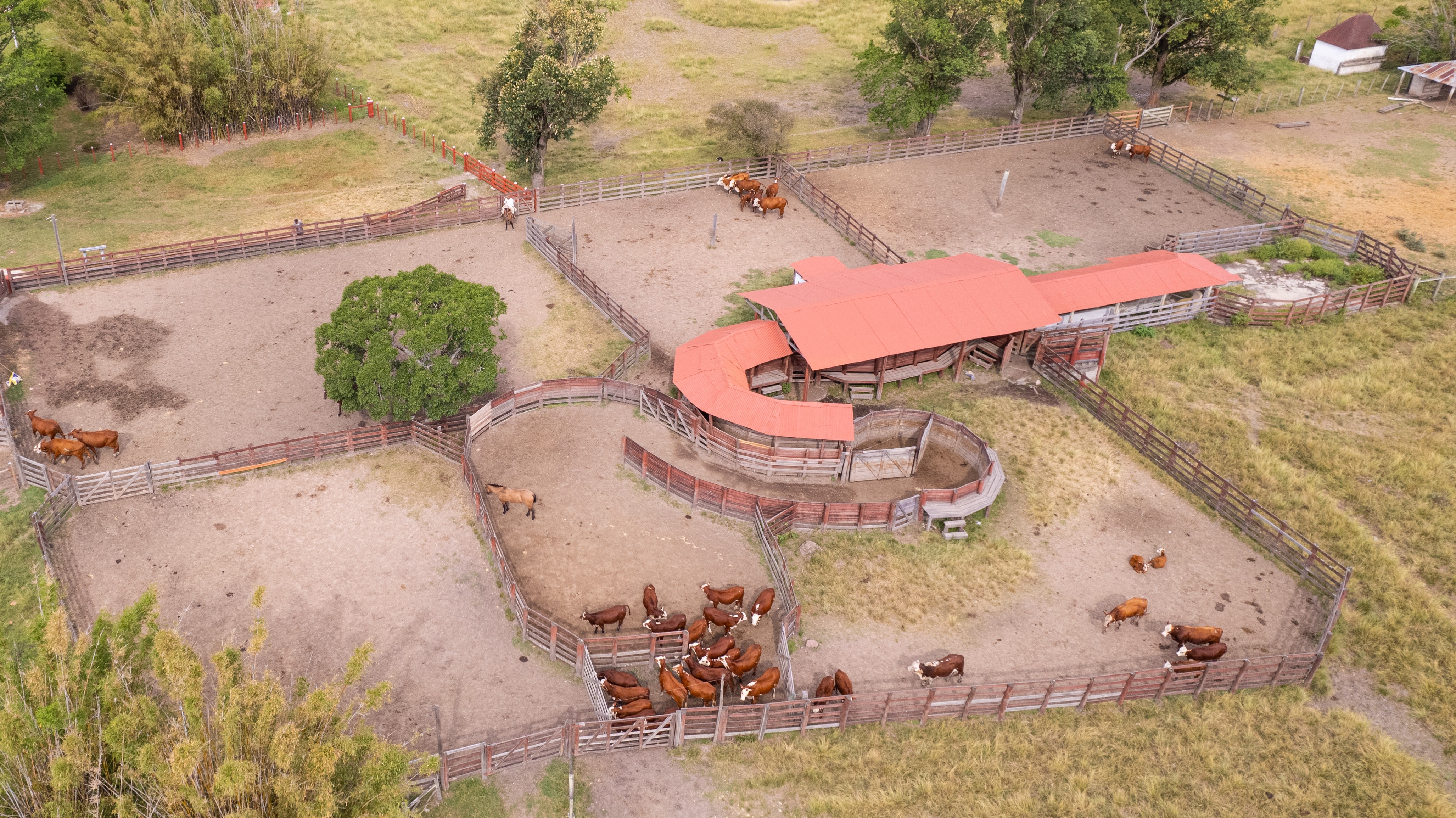 Fazenda gaúcha é modelo para o bem-estar animal no manejo de bovinos