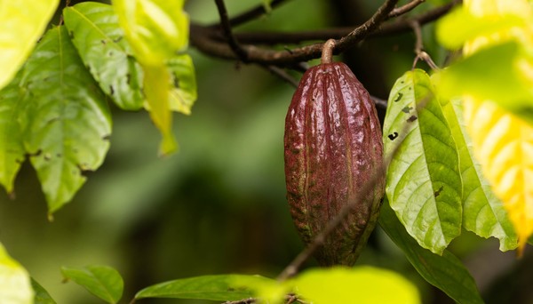 Cacau amazônico pode ser superalimento