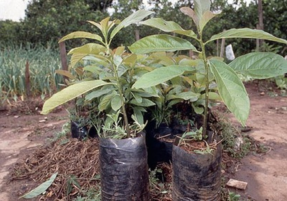 Em plantas enxertadas, a frutificação pode começar dois anos após o plantio. Em plantas de pé-franco, em torno de cinco — Foto: Globo Rural