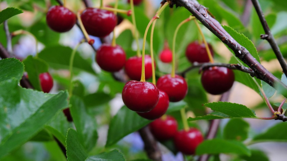 Cereja — Foto: Canva/Creative Commons