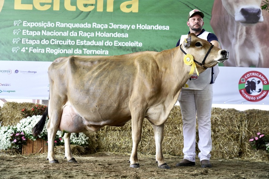 A vaca Jersey Guardiã D’Artagnan quebrou o recorde da raça na América do Sul